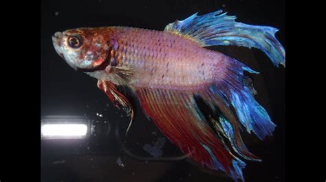 sick betta fish|my betta fish is lethargic.